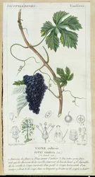 Weinrebe (Vitis Vinifera) botanische Platte, um 1820